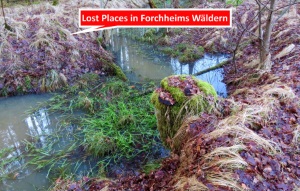 Ehemalige Weiher bei Forchheim nun im Wald